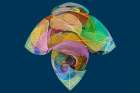 Multi-colored skeleton leaves arranged on black background Art Print